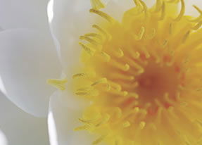 Crown Spa - Accommodation VIC 2