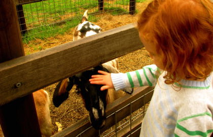 Collingwood Children's Farm - Accommodation VIC 0