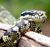 Reptile Encounters - Accommodation VIC