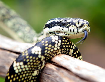 Reptile Encounters - Accommodation VIC 0