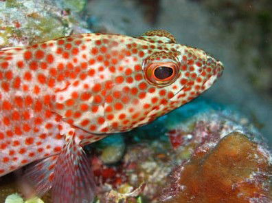 Snorkel Safari Brisbane - Accommodation VIC 3