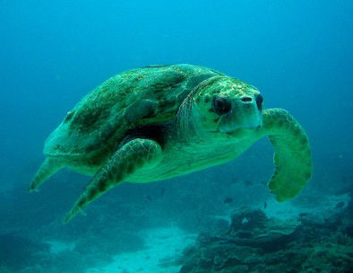 Snorkel Safari Brisbane - Accommodation VIC 4