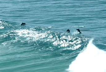 Beach Trekkers North Stradbroke Island - Accommodation VIC 2