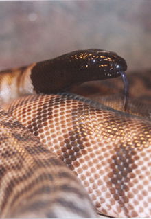 Armadale Reptile & Wildlife Centre - Accommodation VIC 4