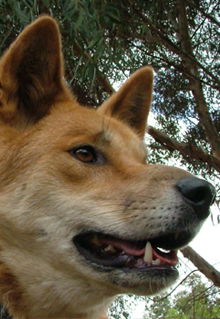 Armadale Reptile & Wildlife Centre - Accommodation VIC 5
