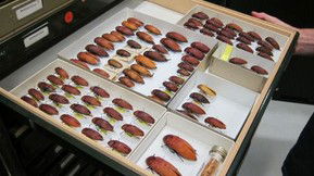 Western Australian Museum - Accommodation VIC 1