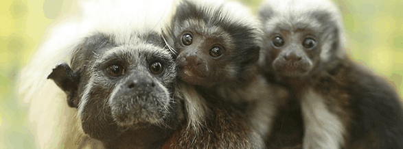 Alma Park Zoo - Accommodation VIC 3