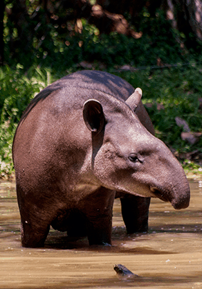 Alma Park Zoo - Accommodation VIC 4