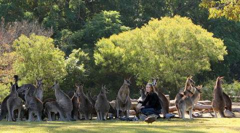 Lone Pine Koala Sanctuary - Accommodation VIC 1