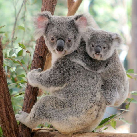 Lone Pine Koala Sanctuary - Accommodation VIC 6