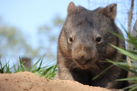 Lone Pine Koala Sanctuary - Accommodation VIC 7