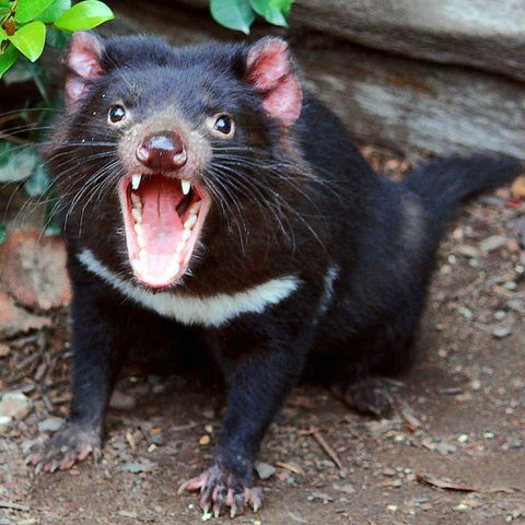 Lone Pine Koala Sanctuary - Accommodation VIC 8