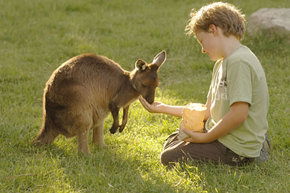 Cleland Wildlife Park - Accommodation VIC 4