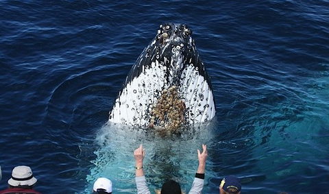 Spirit Of Gold Coast Whale Watching - Accommodation VIC 1