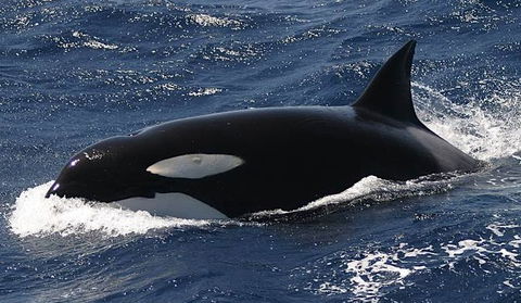 Spirit Of Gold Coast Whale Watching - Accommodation VIC 2