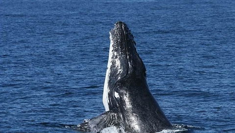Spirit Of Gold Coast Whale Watching - Accommodation VIC 3