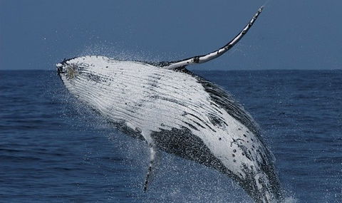 Spirit Of Gold Coast Whale Watching - Accommodation VIC 4