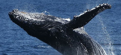 Spirit Of Gold Coast Whale Watching - Accommodation VIC 5