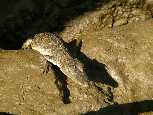 Bruce Belchers Daintree River Cruise - Accommodation VIC 3