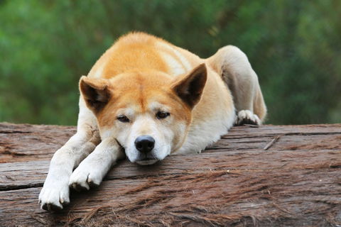 Potoroo Palace - Accommodation VIC 1