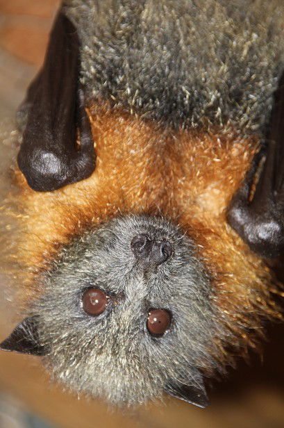 Potoroo Palace - Accommodation VIC 2