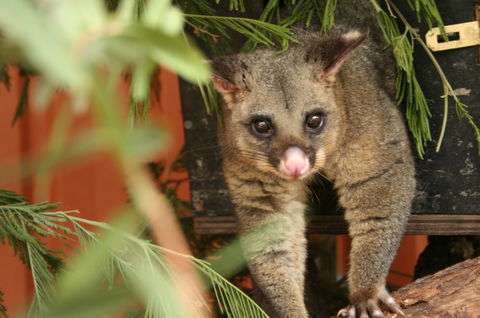 Potoroo Palace - Accommodation VIC 3