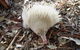 Potoroo Palace - thumb 4