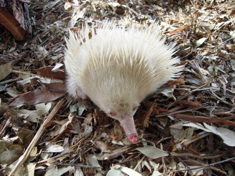 Potoroo Palace - Accommodation VIC 4