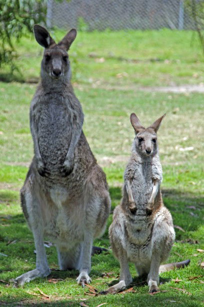 Potoroo Palace - Accommodation VIC 5