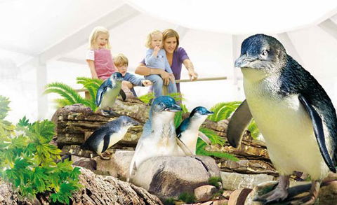 Manly SEA LIFE Sanctuary - Accommodation VIC 1