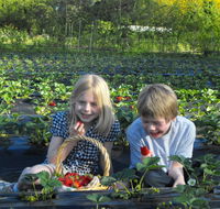 Blue Hills Berries  Cherries - Accommodation VIC