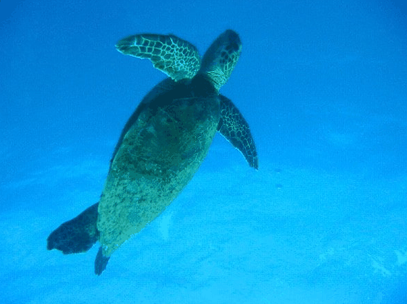 Big Cat Reality - Accommodation VIC 0