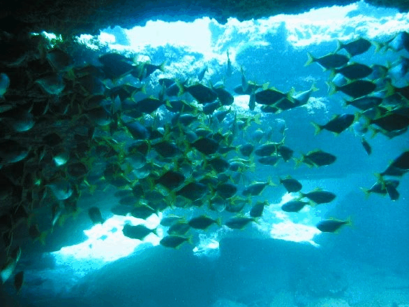 Big Cat Reality - Accommodation VIC 3