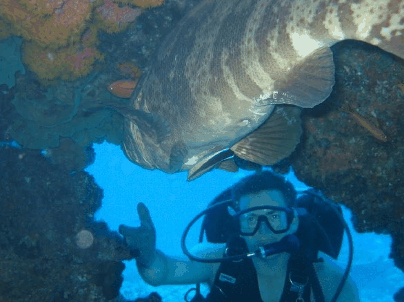 Big Cat Reality - Accommodation VIC 4