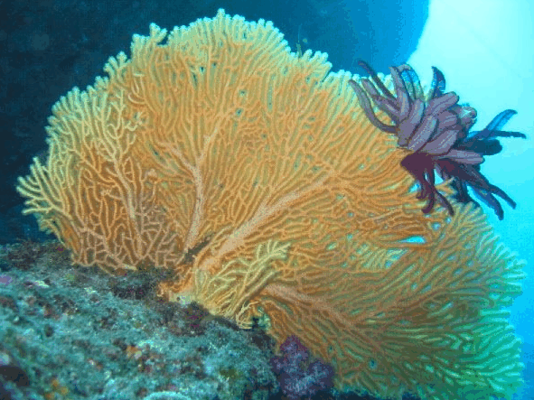 Big Cat Reality - Accommodation VIC 5