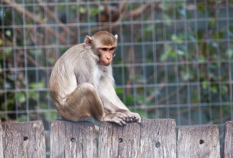 Darling Downs Zoo - Accommodation VIC 5