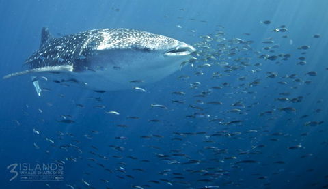 Three Islands Whale Shark Dive - Accommodation VIC 5