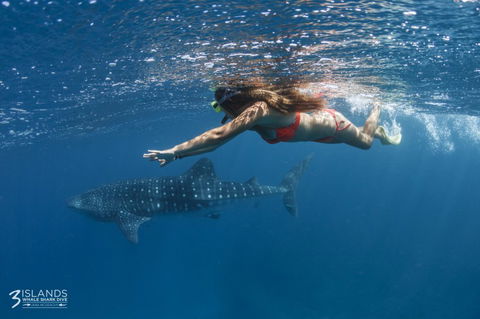Three Islands Whale Shark Dive - Accommodation VIC 6