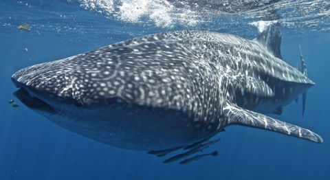 Three Islands Whale Shark Dive - Accommodation VIC 7