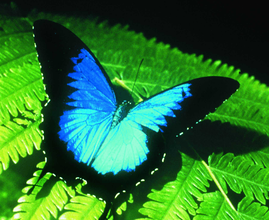 Australian Butterfly Sanctuary - Accommodation VIC