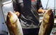 True Blue Fishing Charters - thumb 5