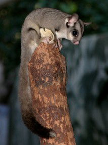 Currumbin Wildlife Sanctuary - Accommodation VIC 3