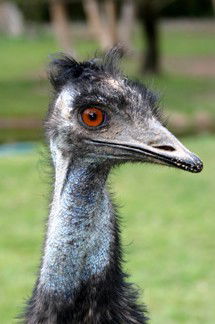 Currumbin Wildlife Sanctuary - Accommodation VIC 5