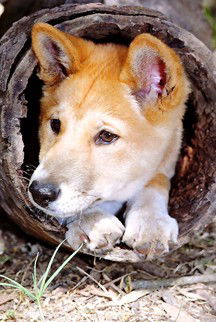 Currumbin Wildlife Sanctuary - Accommodation VIC 6