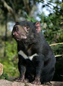 Currumbin Wildlife Sanctuary - Accommodation VIC 7