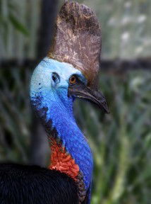 Currumbin Wildlife Sanctuary - Accommodation VIC 8