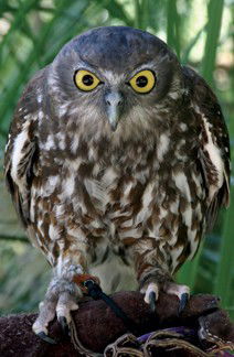 Currumbin Wildlife Sanctuary - Accommodation VIC 9