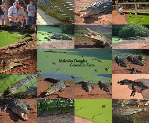 The Malcolm Douglas Crocodile Park - Accommodation VIC 0