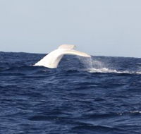 Australian Whale Watching - Accommodation VIC