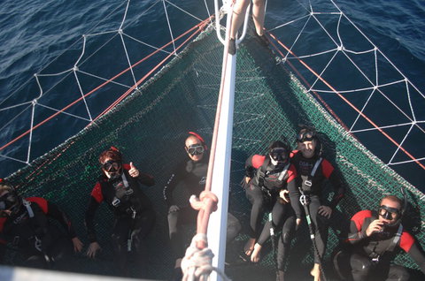 Dolphin Swim Australia - Accommodation VIC 4